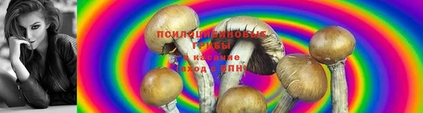 прущие грибы Алексеевка